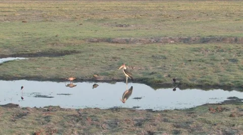 Marabou Stork Chobe Video stock 915256