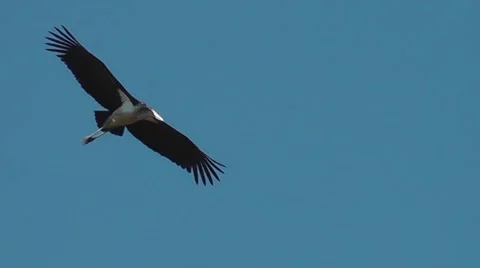 Marabou stork circling in the sky Stock Footage