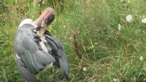 Marabou Stork cleaning itself Video stock 8572399