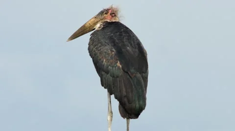 Marabou stork close Stock Footage 60388381