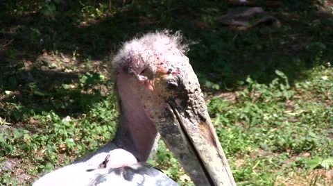 Marabou stork close up of head and bill Stock Footage 51398541