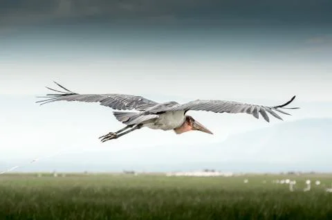 Marabou Stork in Flight Stock Photos