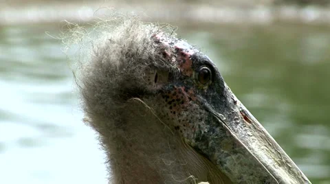 Marabou Stork Stock Footage 5732441