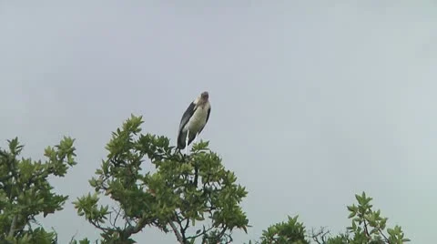 Marabou stork Stock Footage 10722650