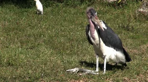 Marabou Stork Stock Footage 22420395