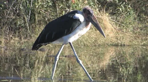 Marabou Stork Stock Footage 22705832