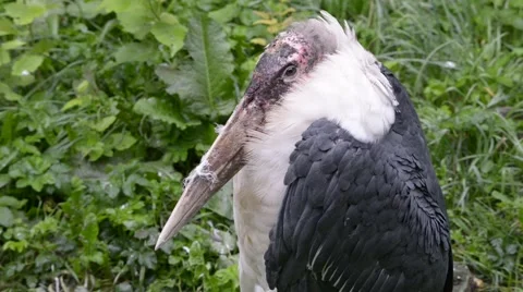 Marabou stork Stock Footage 41329920