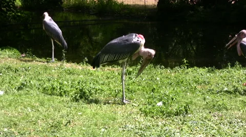 Marabou stork Stock Footage 51397590
