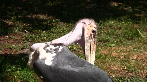 Marabou stork medium shot Video stock 51398601