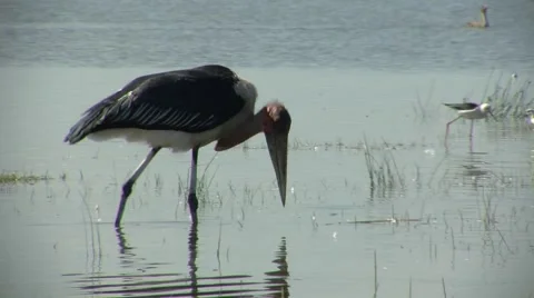 Marabou Stork P2 Stockbeeldmateriaal 992528