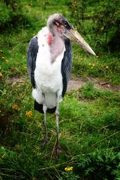 Marabou stork Stock Photos