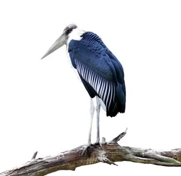 Marabou stork Stock Photos