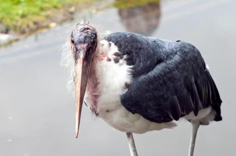 Marabou stork Stock Photos