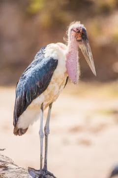 Marabou stork Stock Photos