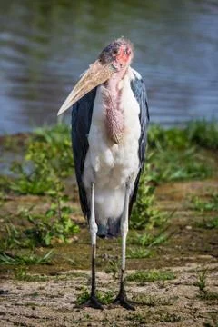 Marabou stork Stock Photos