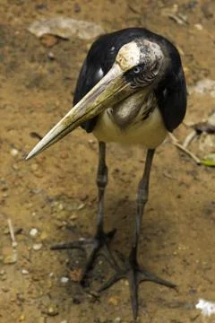 Marabou Stork Stock Photos