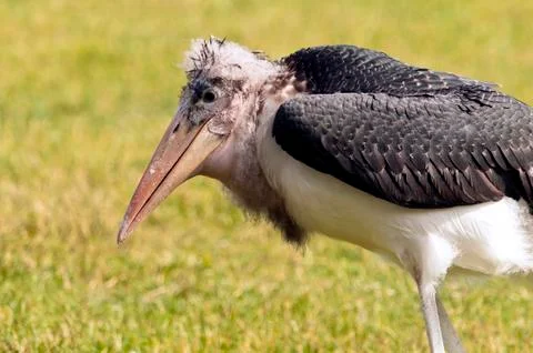 Marabou stork Stock Photos