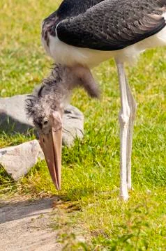 Marabou stork Stock Photos