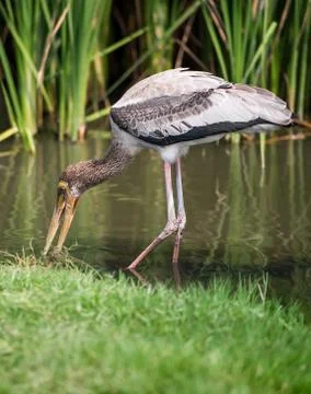 Marabou stork Stock Photos