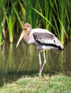 Marabou stork Stock Photos