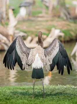 Marabou stork Stock Photos