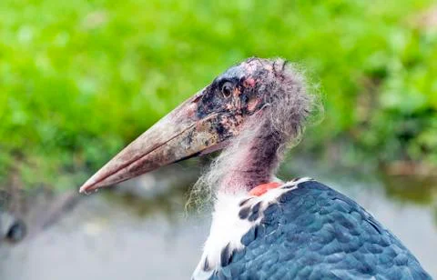 Marabou stork Stock Photos