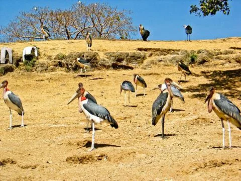 Marabou Stork 库存照片