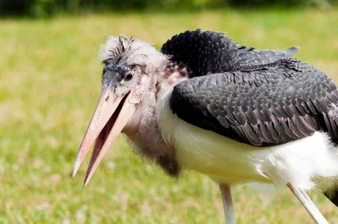 Marabou stork Stock Photos