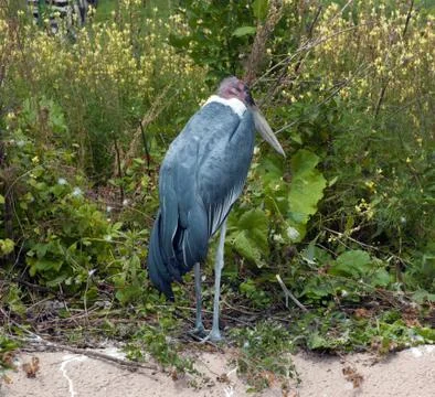 Marabou stork Stock Photos