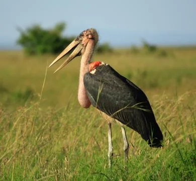 Marabou stork Stock Photos
