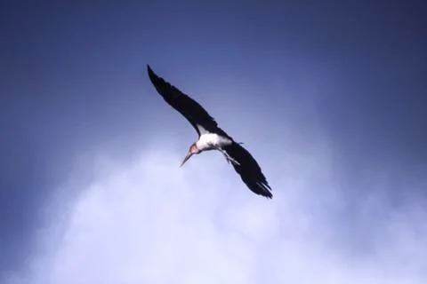 Marabou Stork Stock Photos