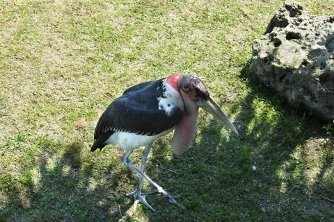 Marabou stork Stock Photos