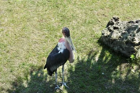 Marabou stork Stock Photos