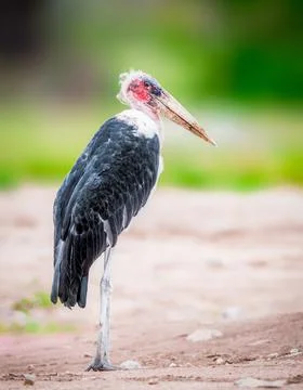 Marabou Stork Stock Photos