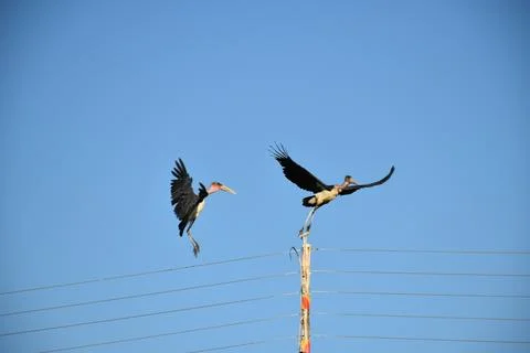 Marabou stork Stockfoto's