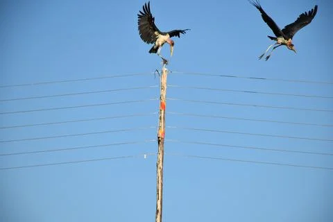 Marabou stork Stock Photos