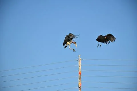 Marabou stork Stock Photos