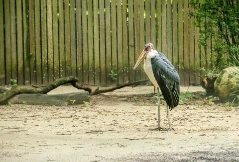 Marabou Stork Stock Photos