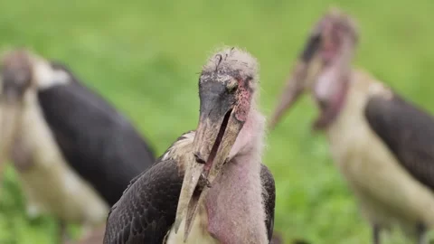 Marabou Stork Scavenging on a Kill, Scavenger Bird Eating Bones on a Dead Body Stock Footage 339768906