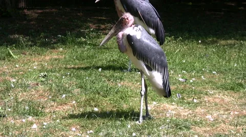 Marabou stork standing on grass Stock-Footage 51397610