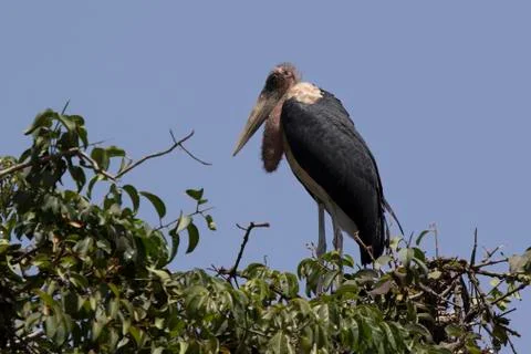 Marabou stork standing on top of a tree Stock Photos