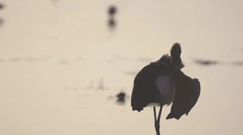 Marabou stork at sunrise Stock Footage 33536046