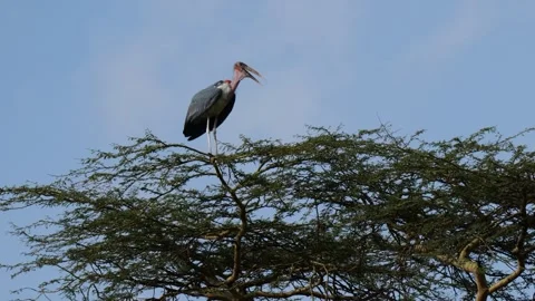 Marabou Stork Taking Off from Tree | 4K African Bird Flight Stock Footage 312201731