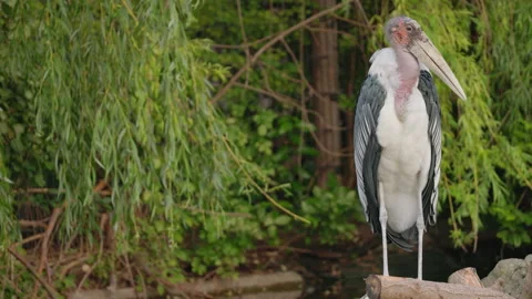 Marabou Stork Turning Head While Standing on Log Stock Footage 344045898
