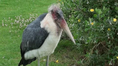 Marabou stork walking as if it scouting for food . Stock Footage 12223243