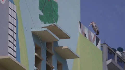 Marabou Storks on the Abstract Building Video stock 244750774