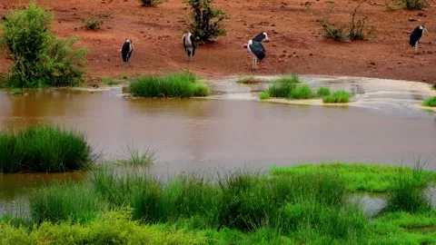 Marabou storks and egrets dotted around a bush waterhole Stock Footage 345521375