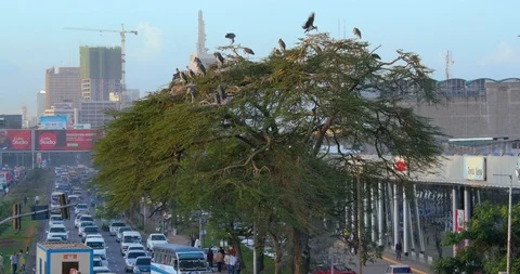 MARABOU STORKS CITY TREE TRAFFIC NAIROBI KENYA Stock-Footage 86261079
