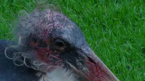 Marabou stork's face Stock Footage 12208096