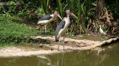 Marabou storks Stock Footage